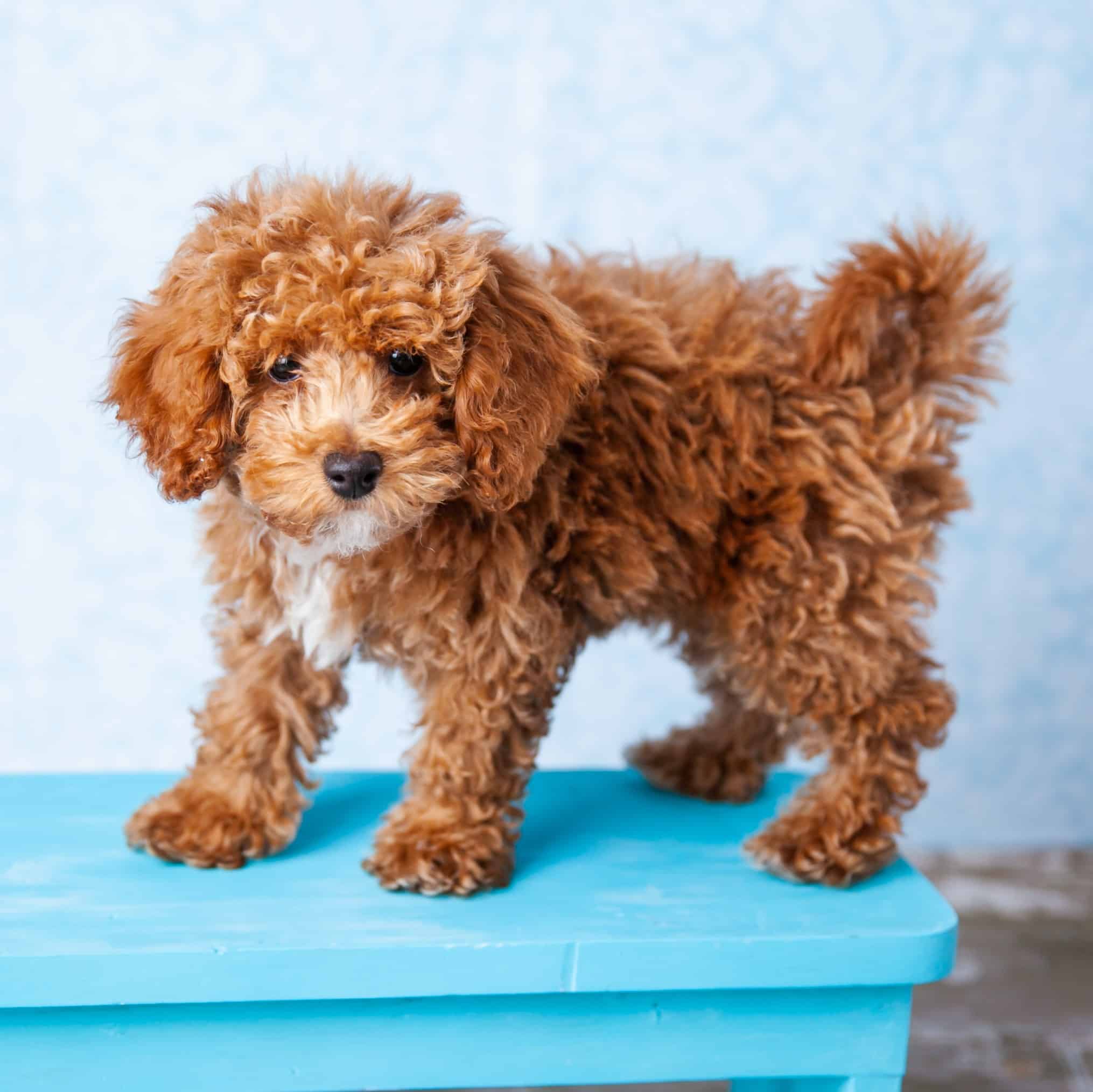 sample photo of Bichpoo puppies for sale