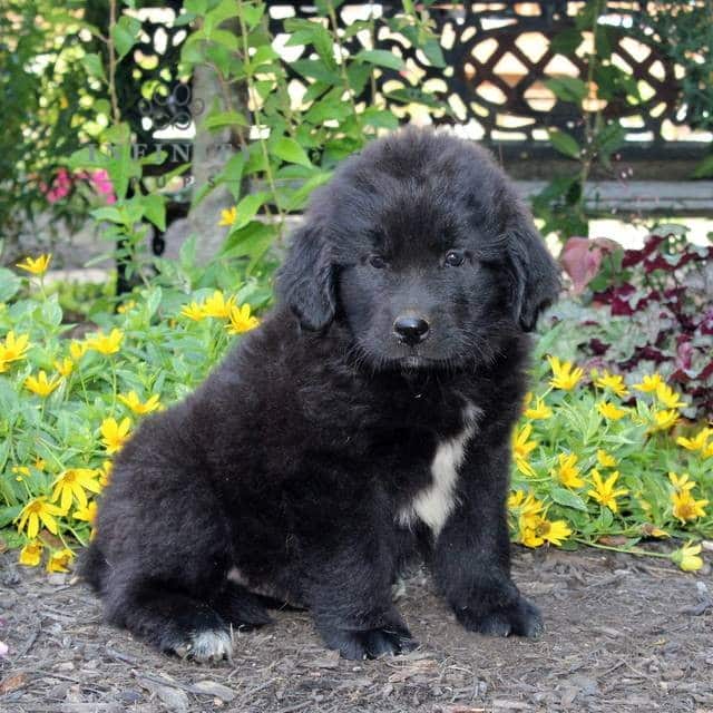 Billy - AKC • Newfoundland • Infinity Pups