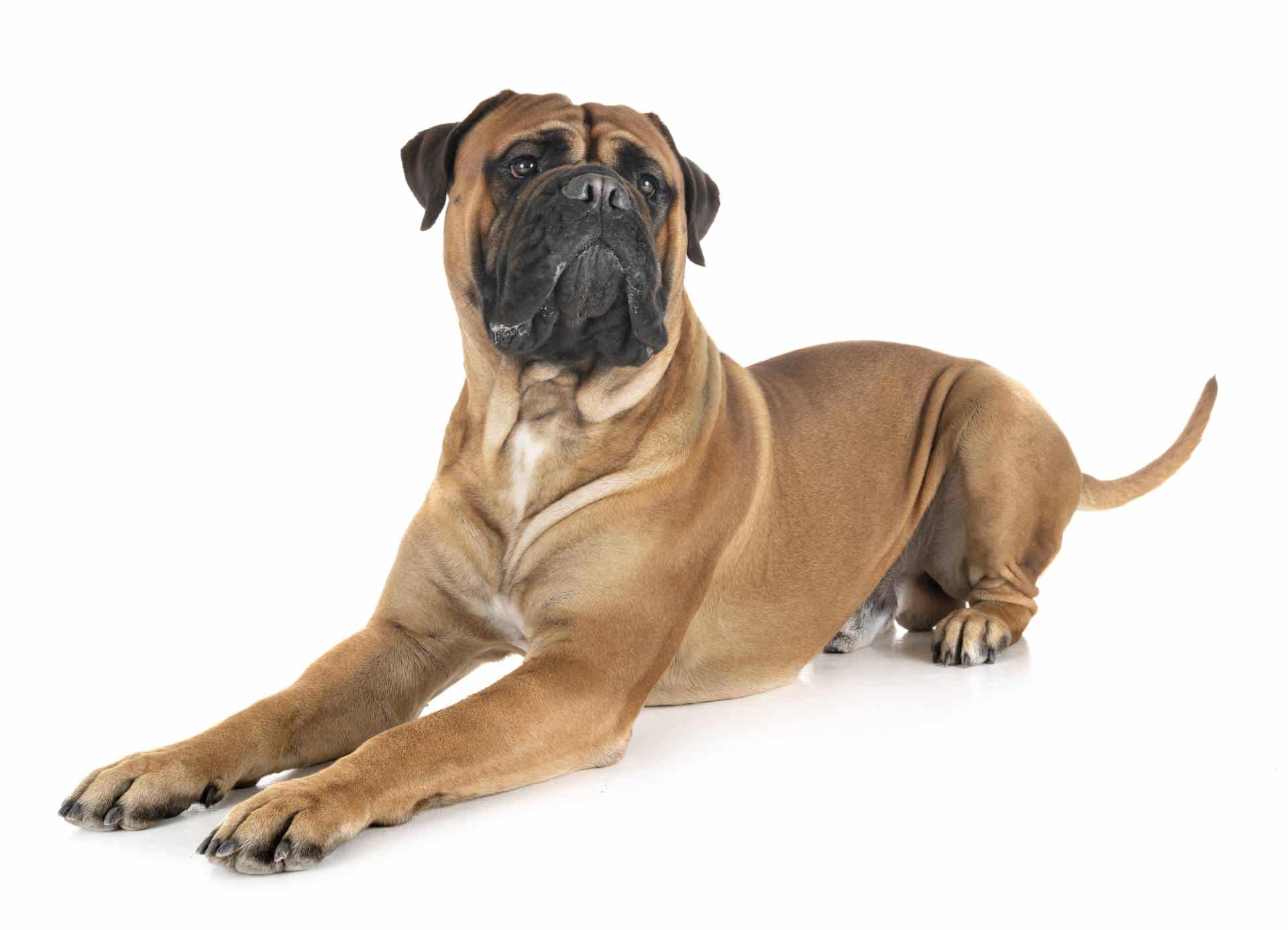 Bullmastiff puppies for sale