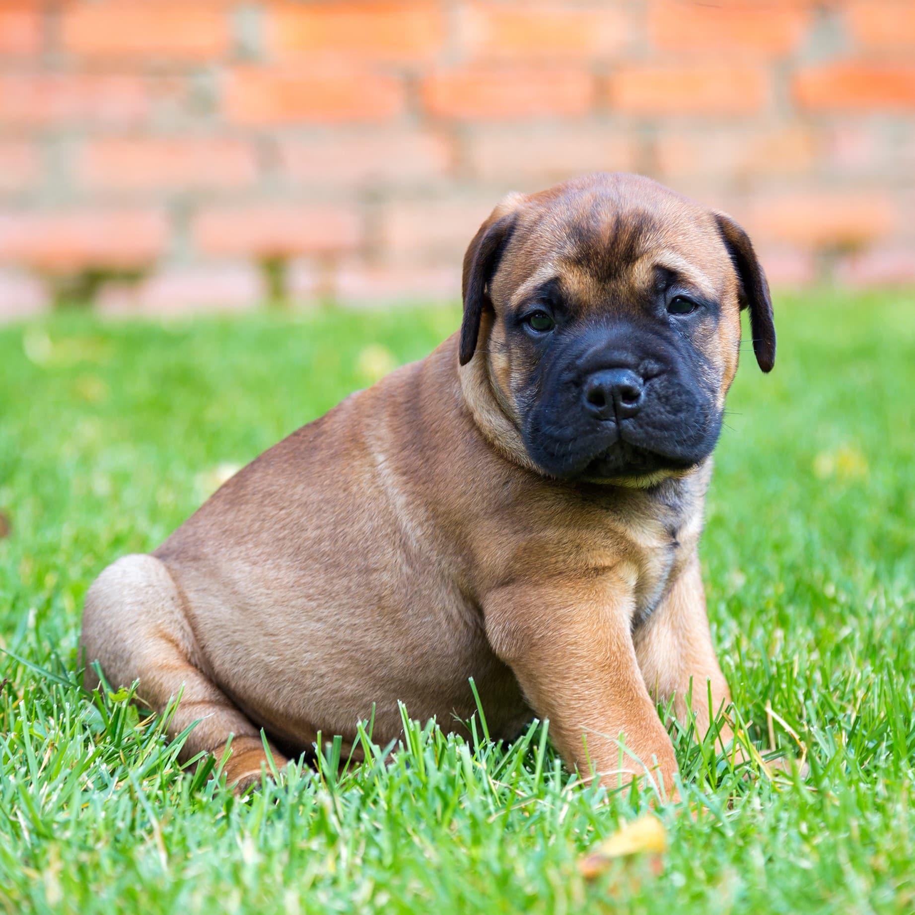 sample photo of Bullmastiff puppies for sale