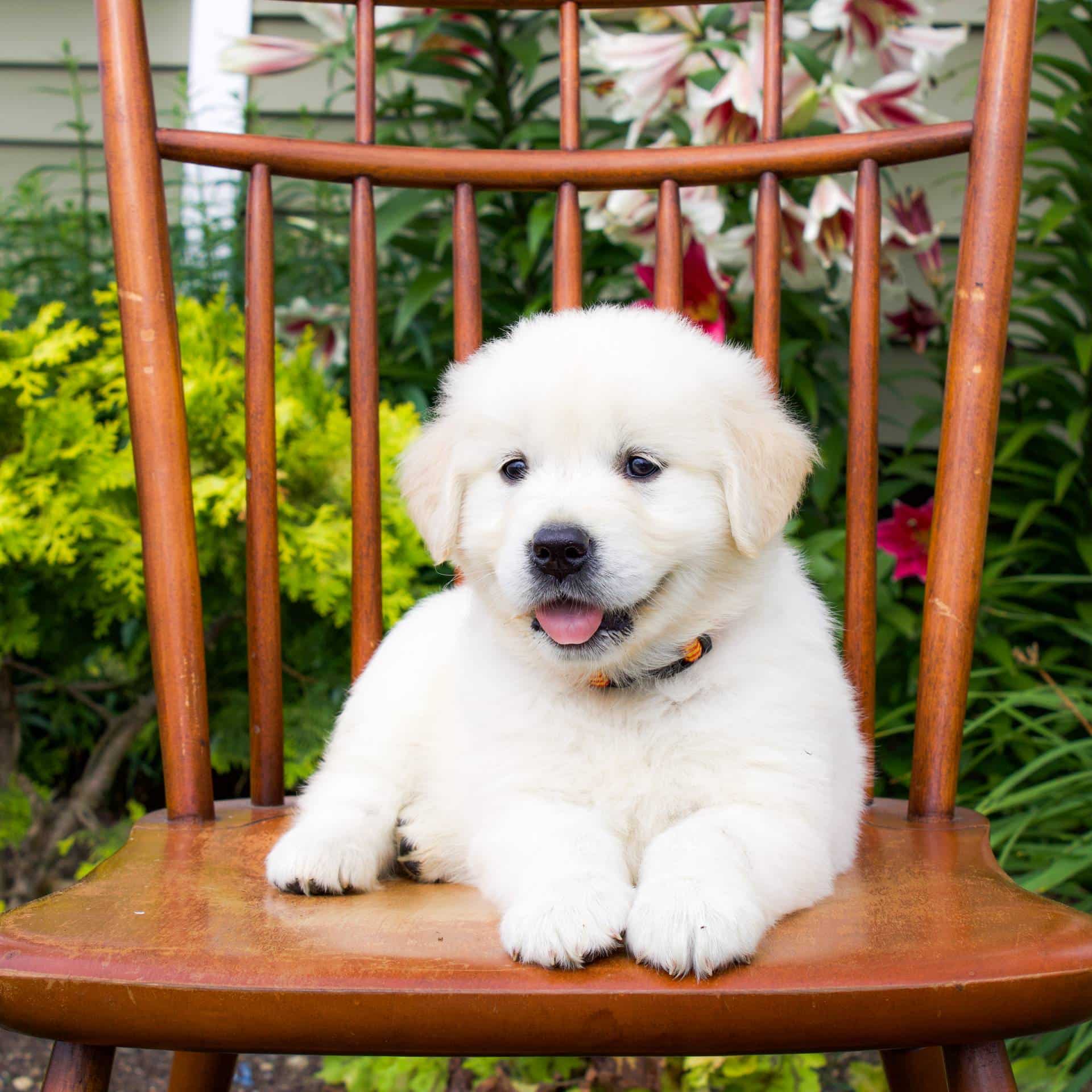 sample photo of English Cream Golden Retriever puppies for sale