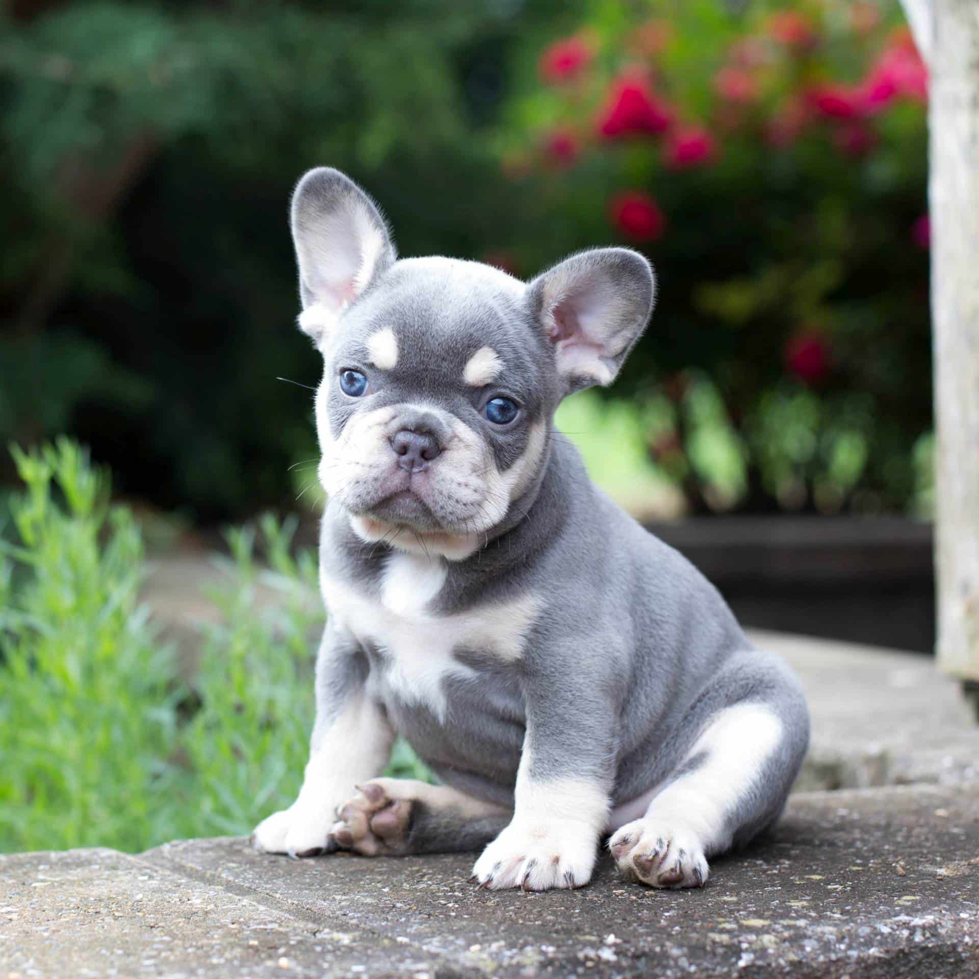 sample photo of French Bulldog puppies for sale