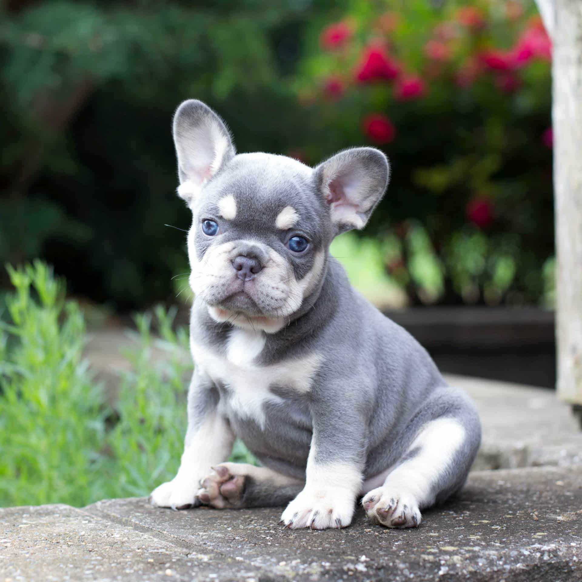 How Much French Bulldog Puppies