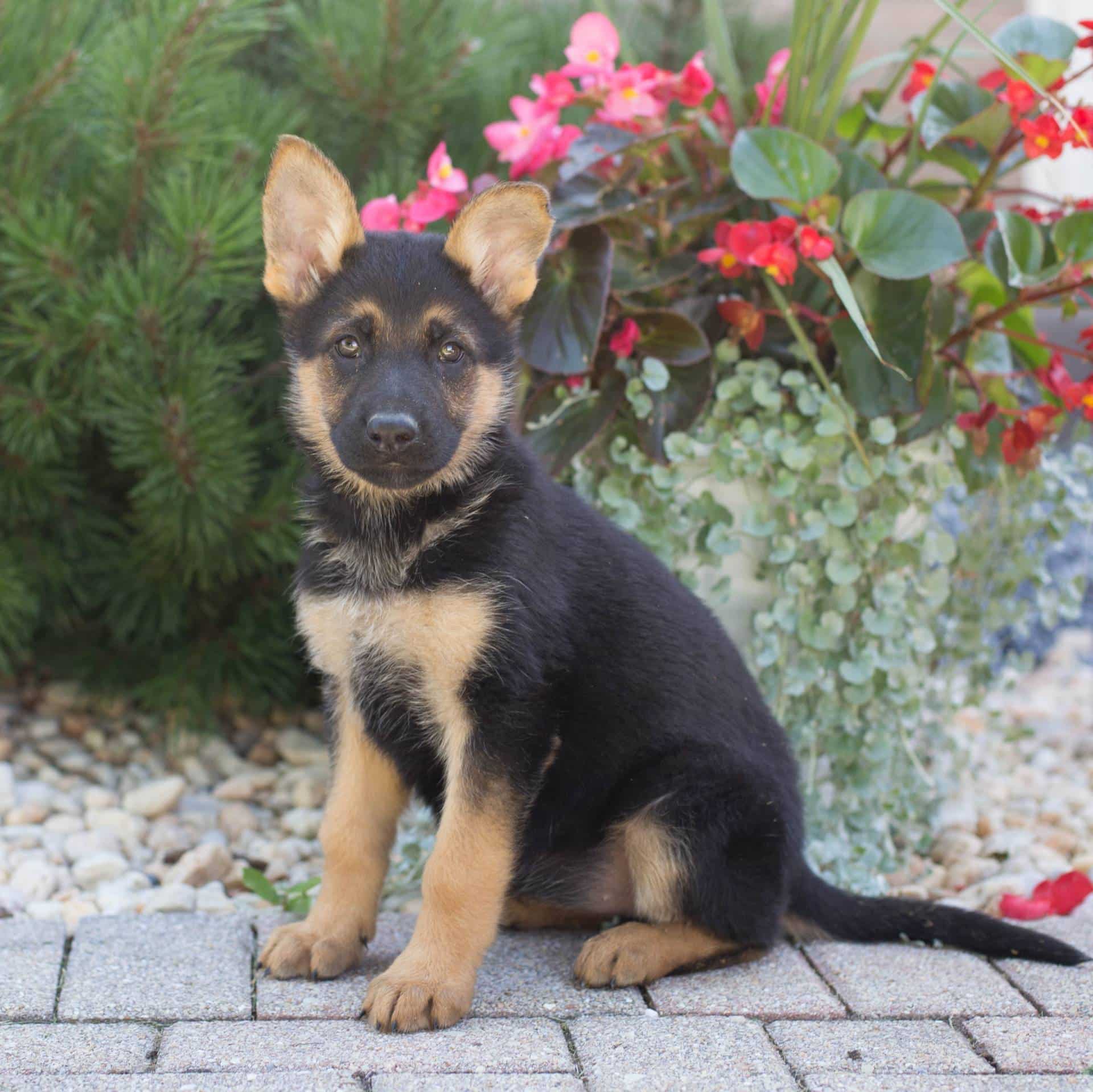 sample photo of German Shepherd puppies for sale