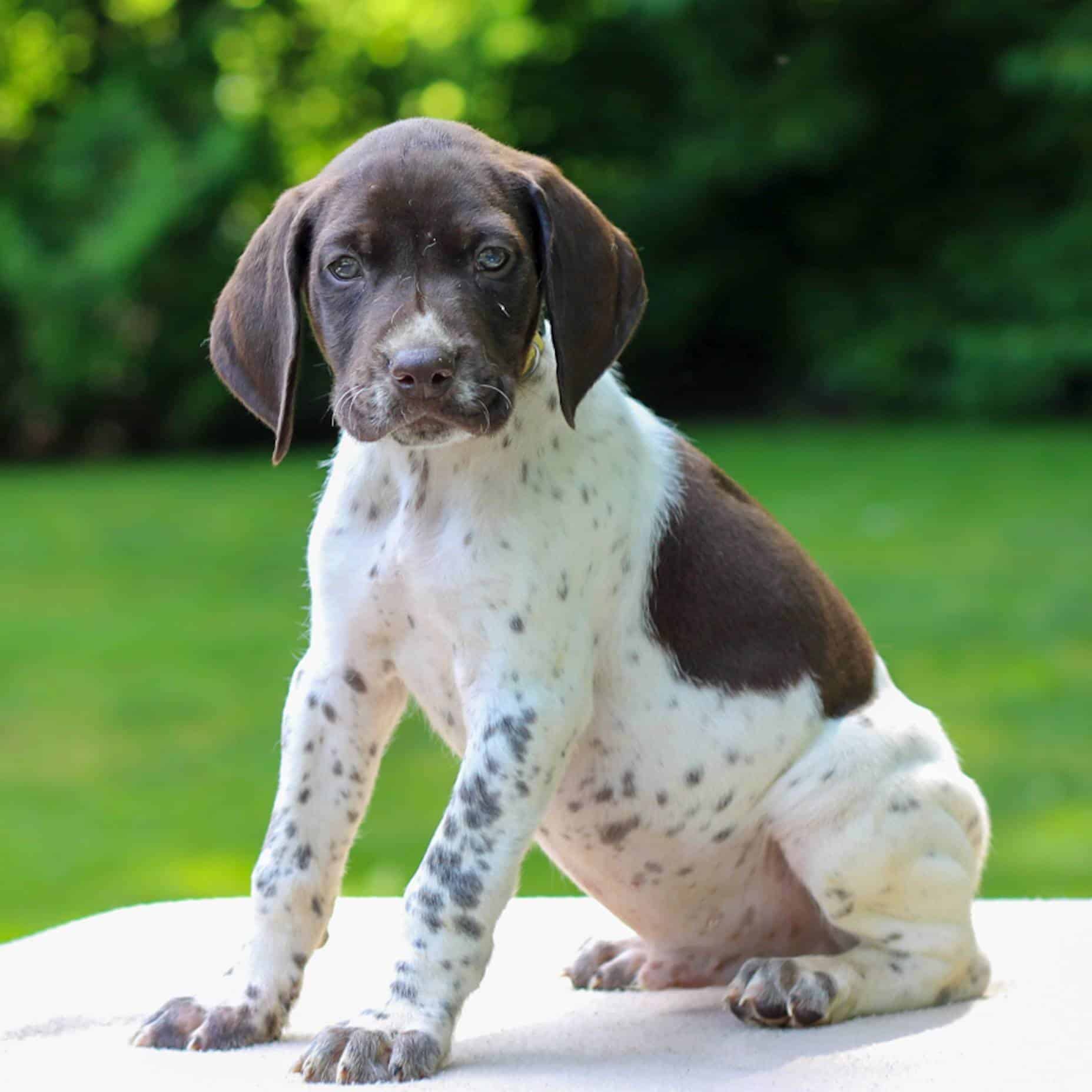 German Short-haired Pointer Puppies For Sale • Adopt Your Puppy Today •  Infinity Pups