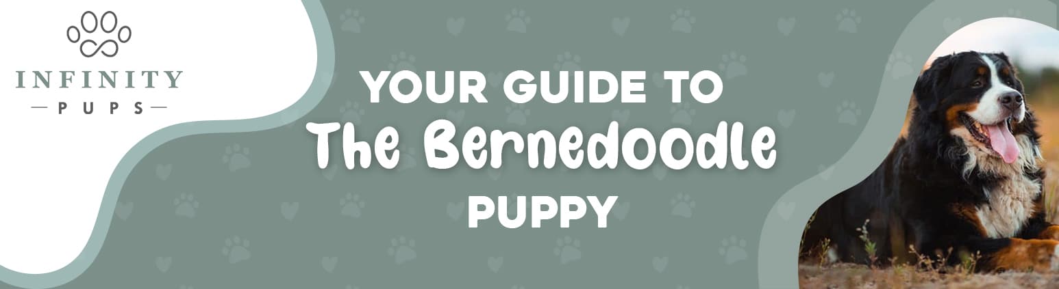 Your Guide To The Bernedoodle Puppy 1
