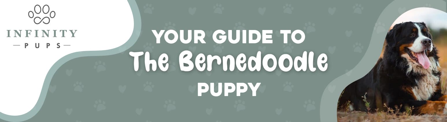 Your Guide To The Bernedoodle Puppy 8