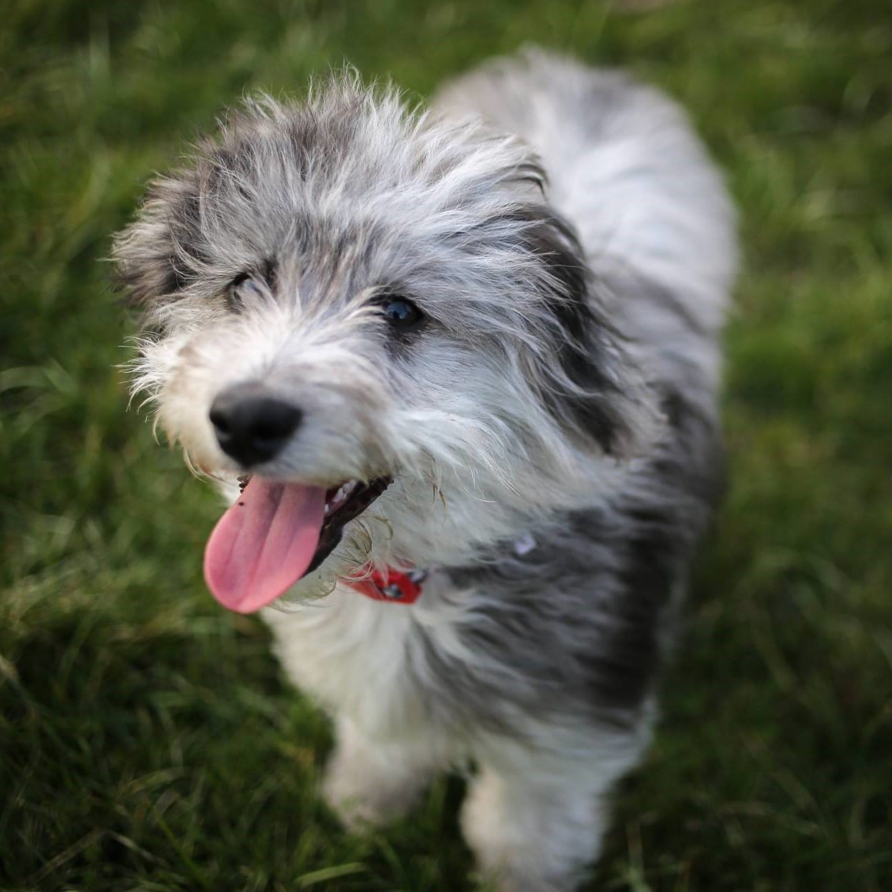sample photo of Mini Aussiedoodle puppies for sale