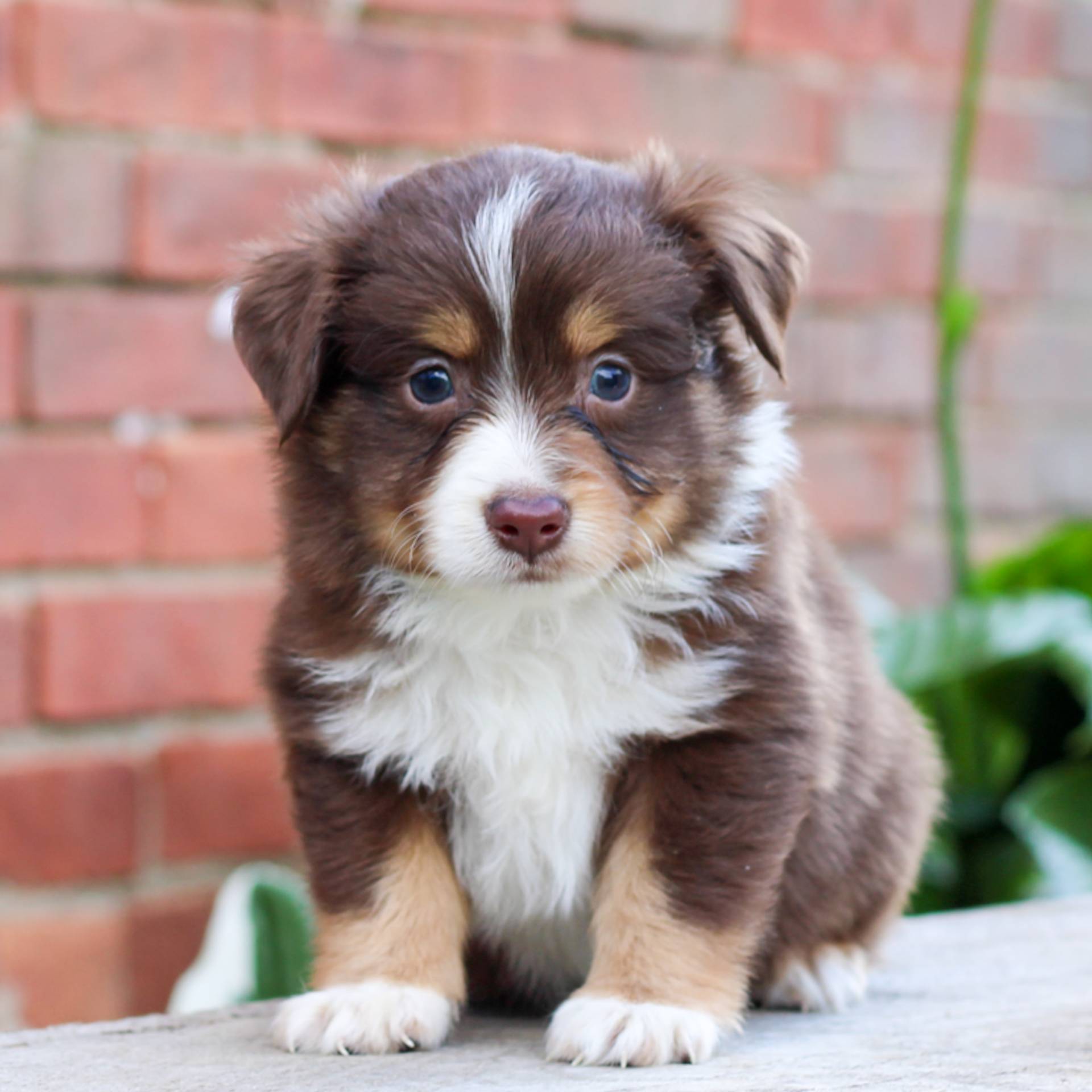 Menneskelige race Jep værdig Australian Shepherd - Mini Puppies For Sale • Adopt Your Puppy Today •  Infinity Pups