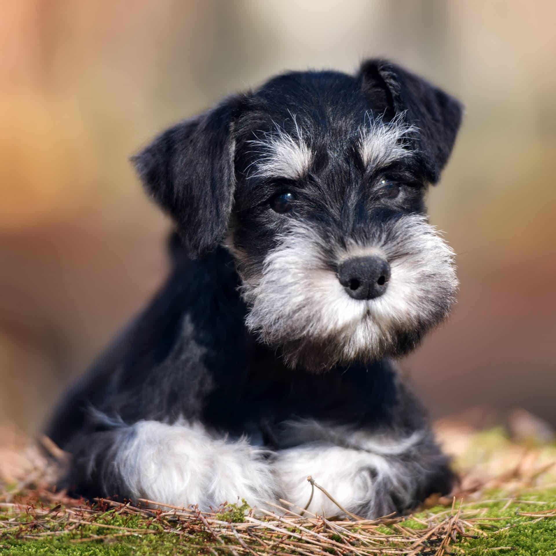 sample photo of Miniature Schnauzer puppies for sale