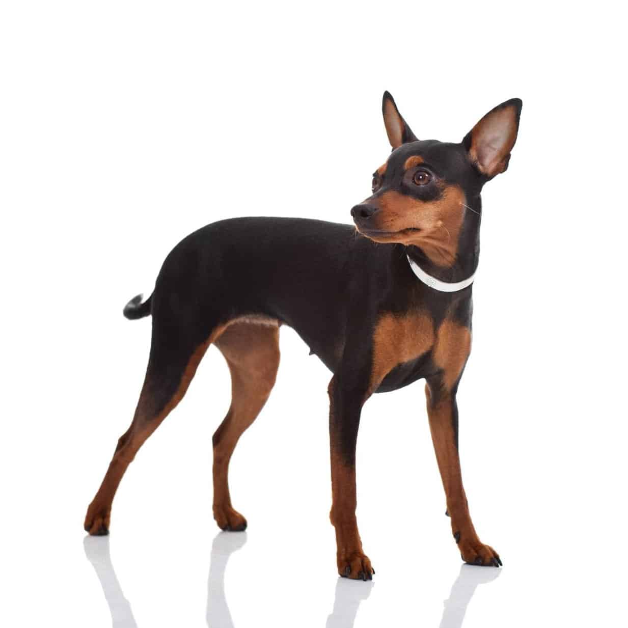 sample photo of Miniature Pinscher puppies for sale