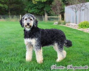 George – F2b Mini's mother, a Mini Sheepadoodle