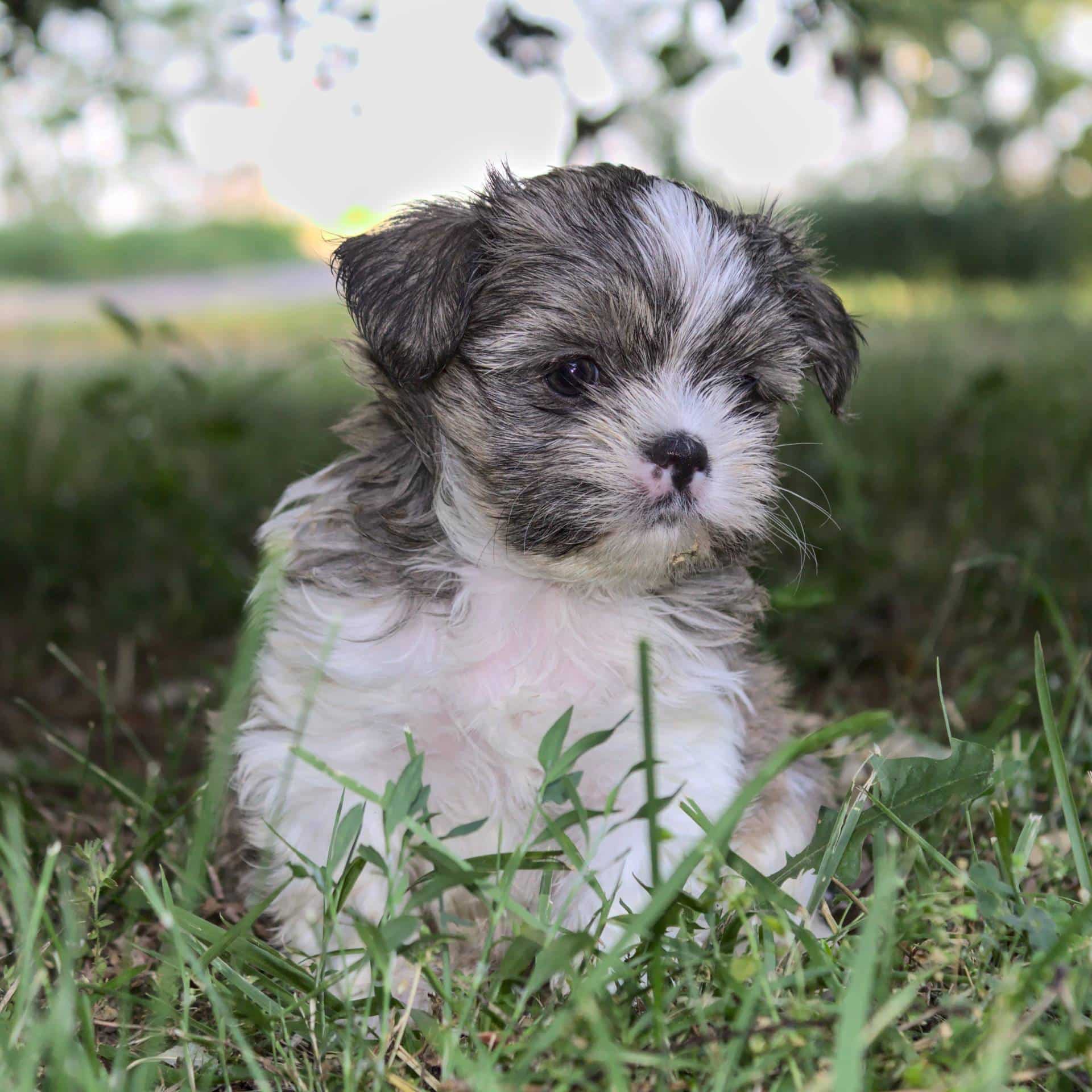 sample photo of Shorkie puppies for sale