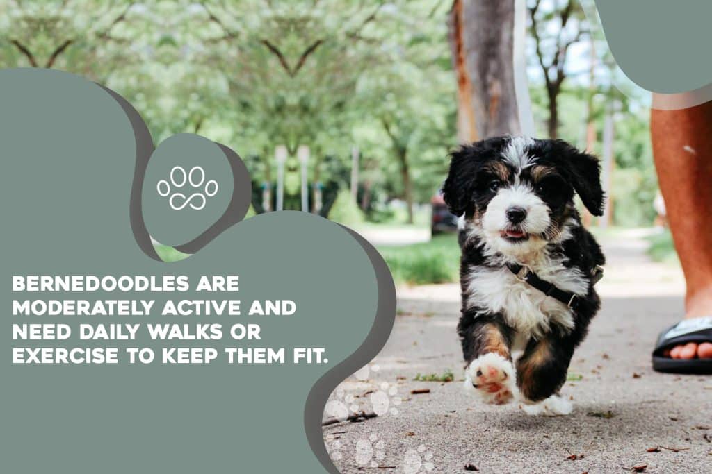 bernedoodles_are_moderately_active_and_need_daily_walks bernedoodles_are_moderately_active_and_need_daily_walks