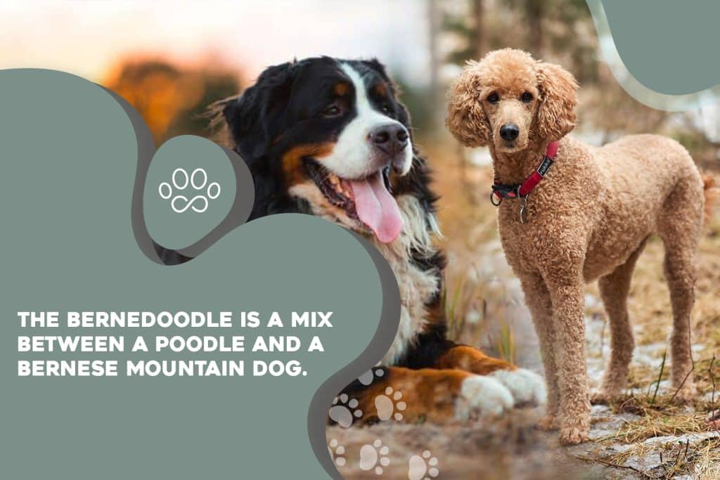 the_bernedoodle_is_a_mix