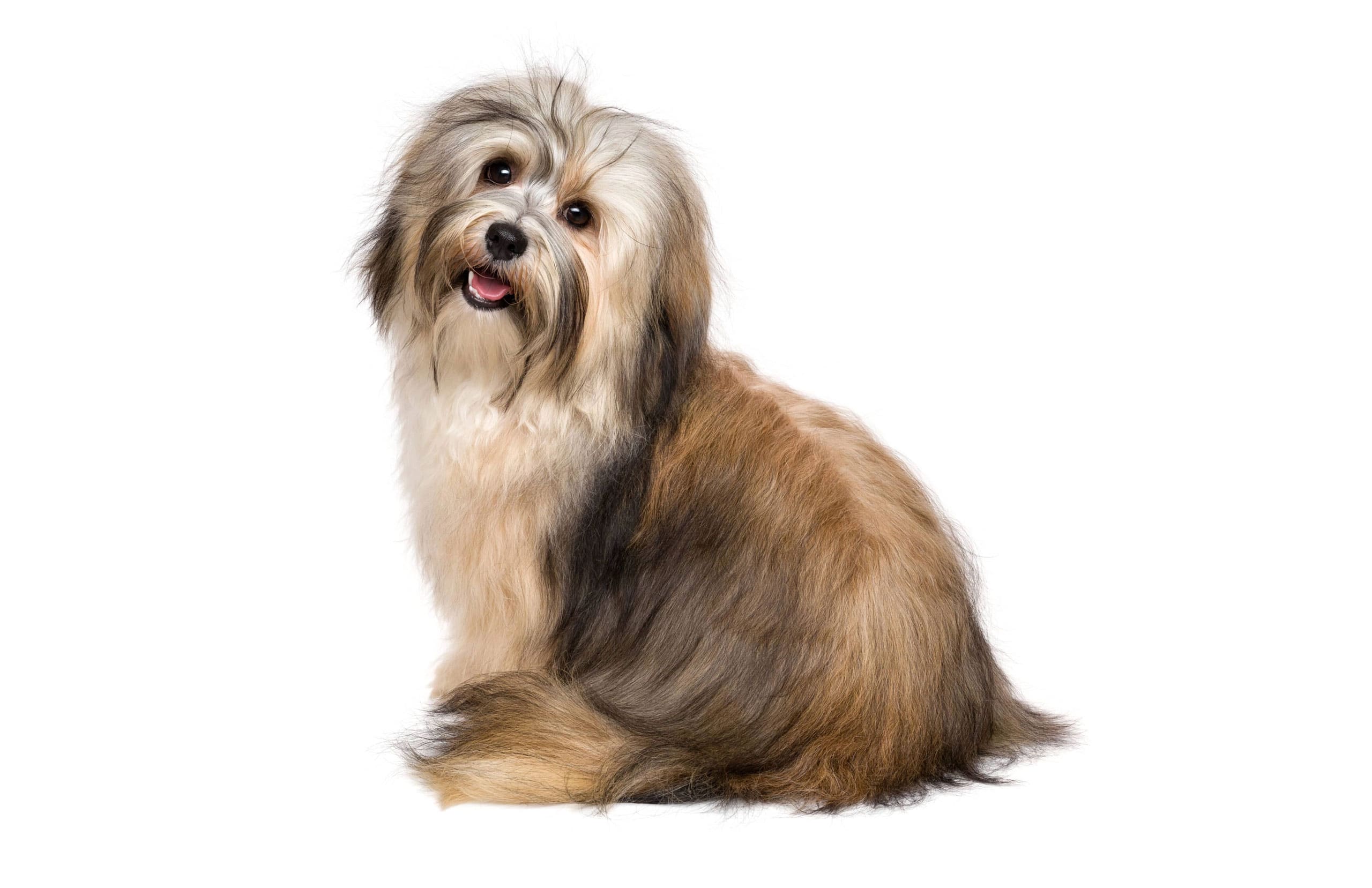 Havanese puppies for sale