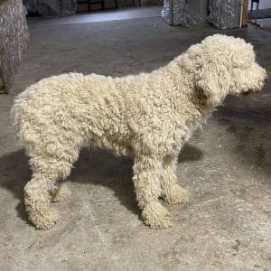 Sparky – mix's father, a Standard Poodle