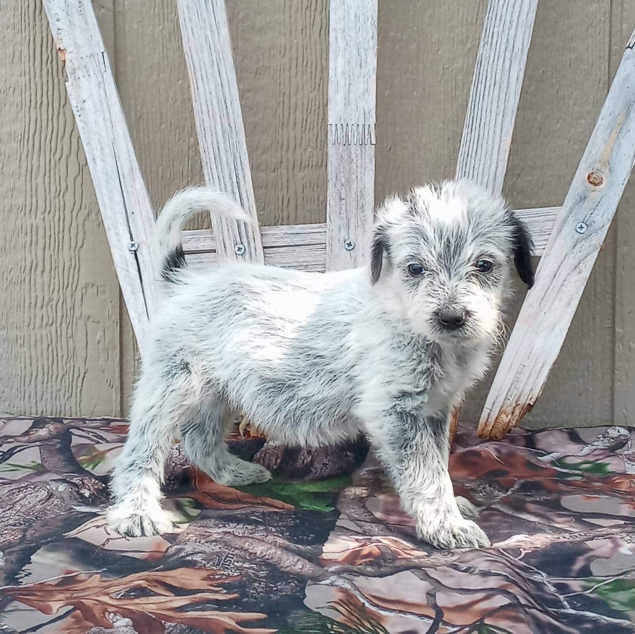 Blue Heeler Poodle Mix