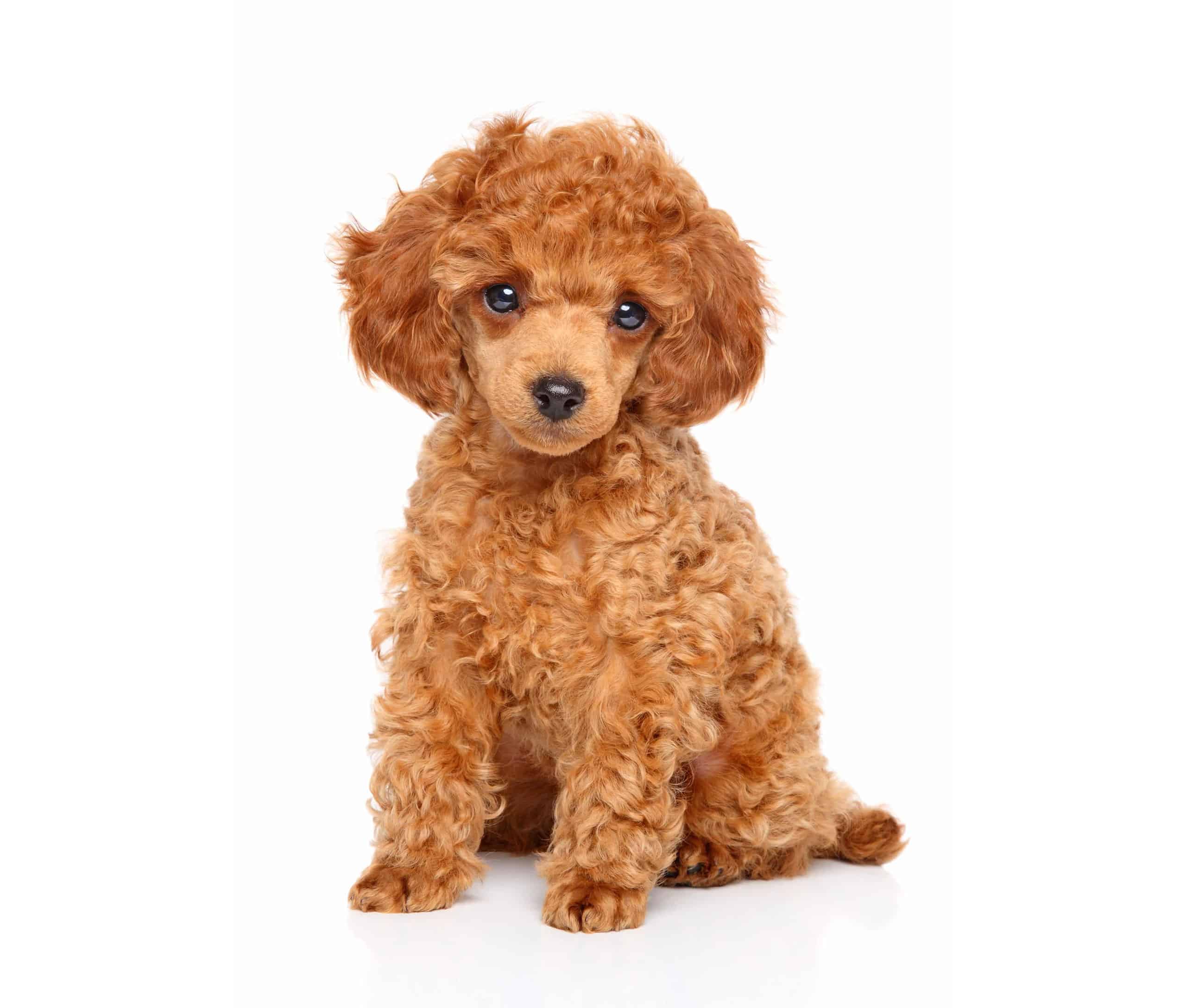 Poodle - Toy Puppies For Sale • Adopt Your Puppy • Infinity Pups
