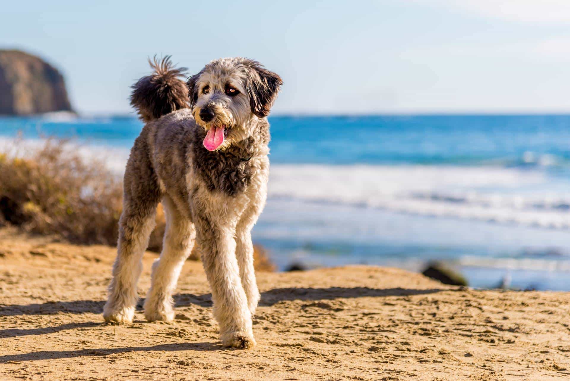 Aussiedoodle puppies for sale