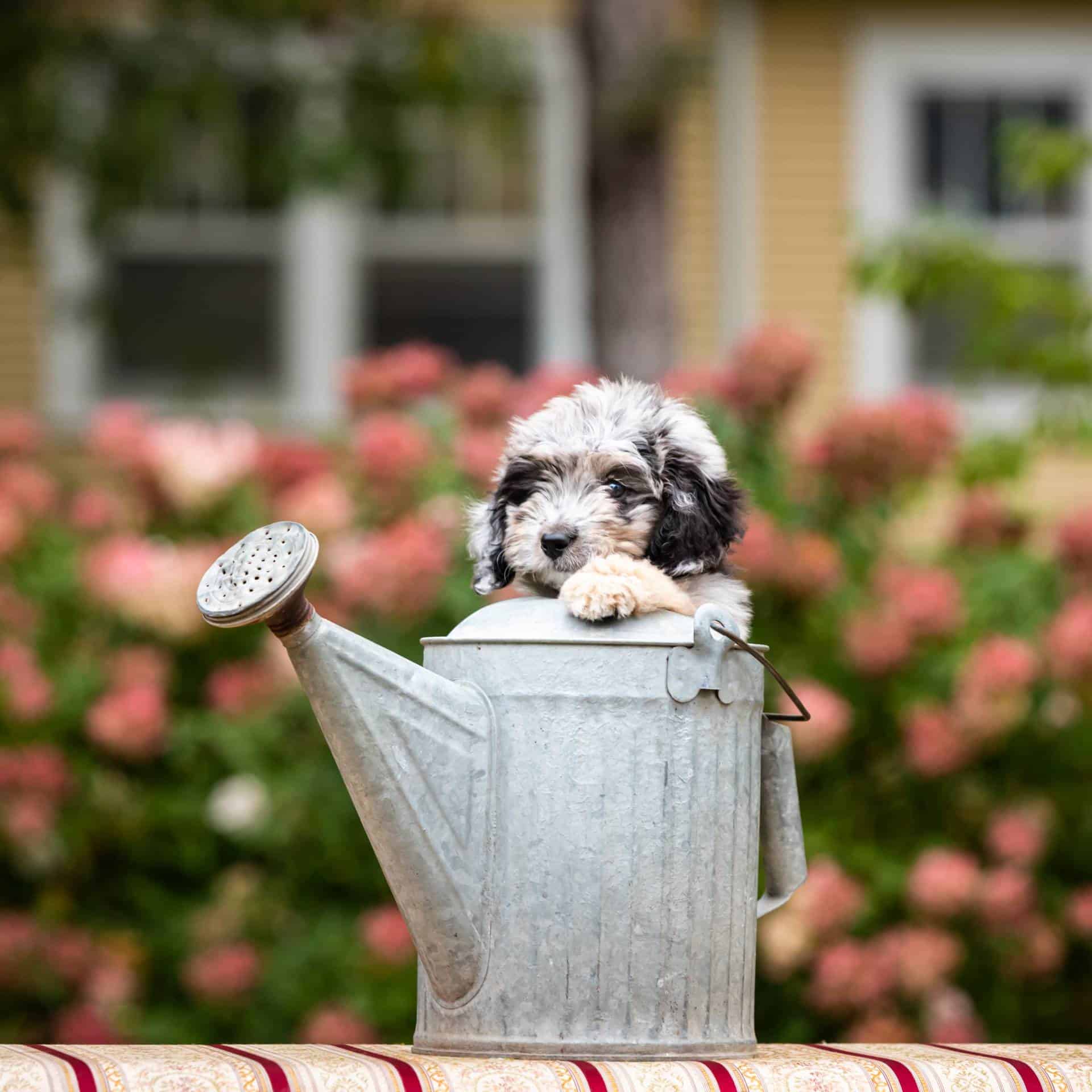 sample photo of Aussiedoodle puppies for sale