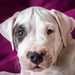 sample photo of Dogo Argentino puppies for sale