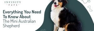 Everything You Need To Know About The Mini Australian Shepherd 5