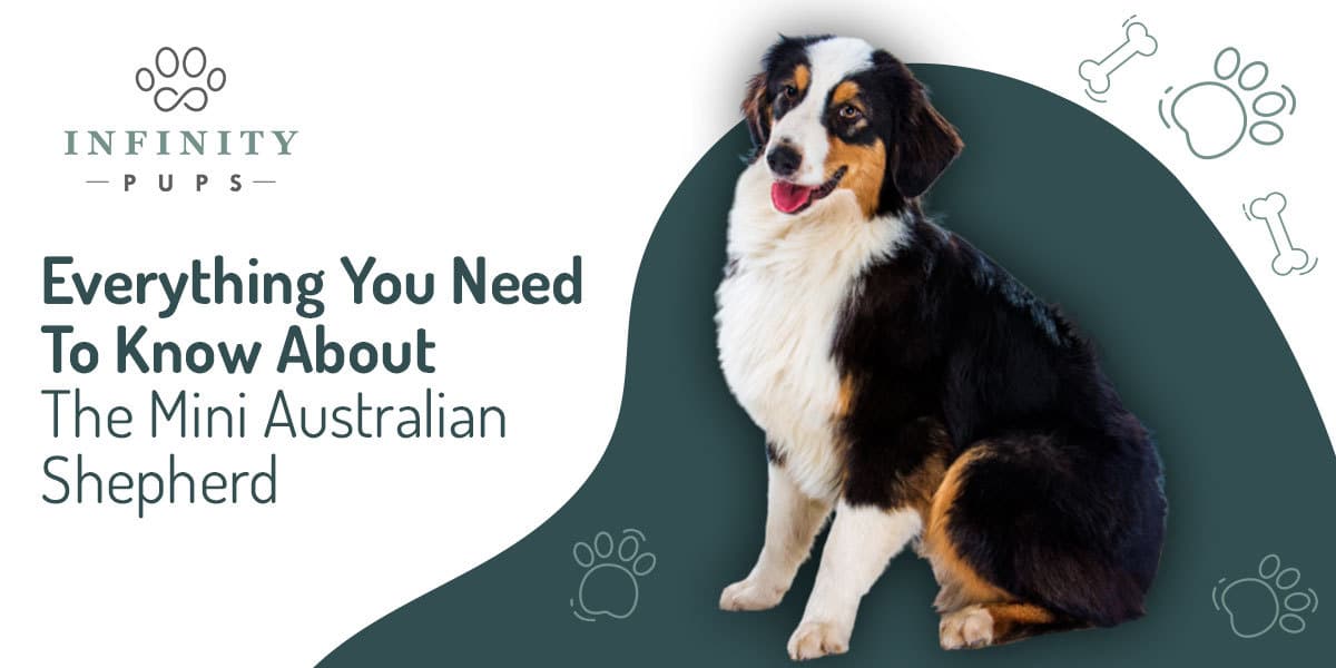 Everything You Need To Know About The Mini Australian Shepherd 2
