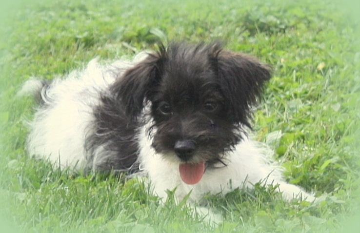 Jackapoo puppies for sale