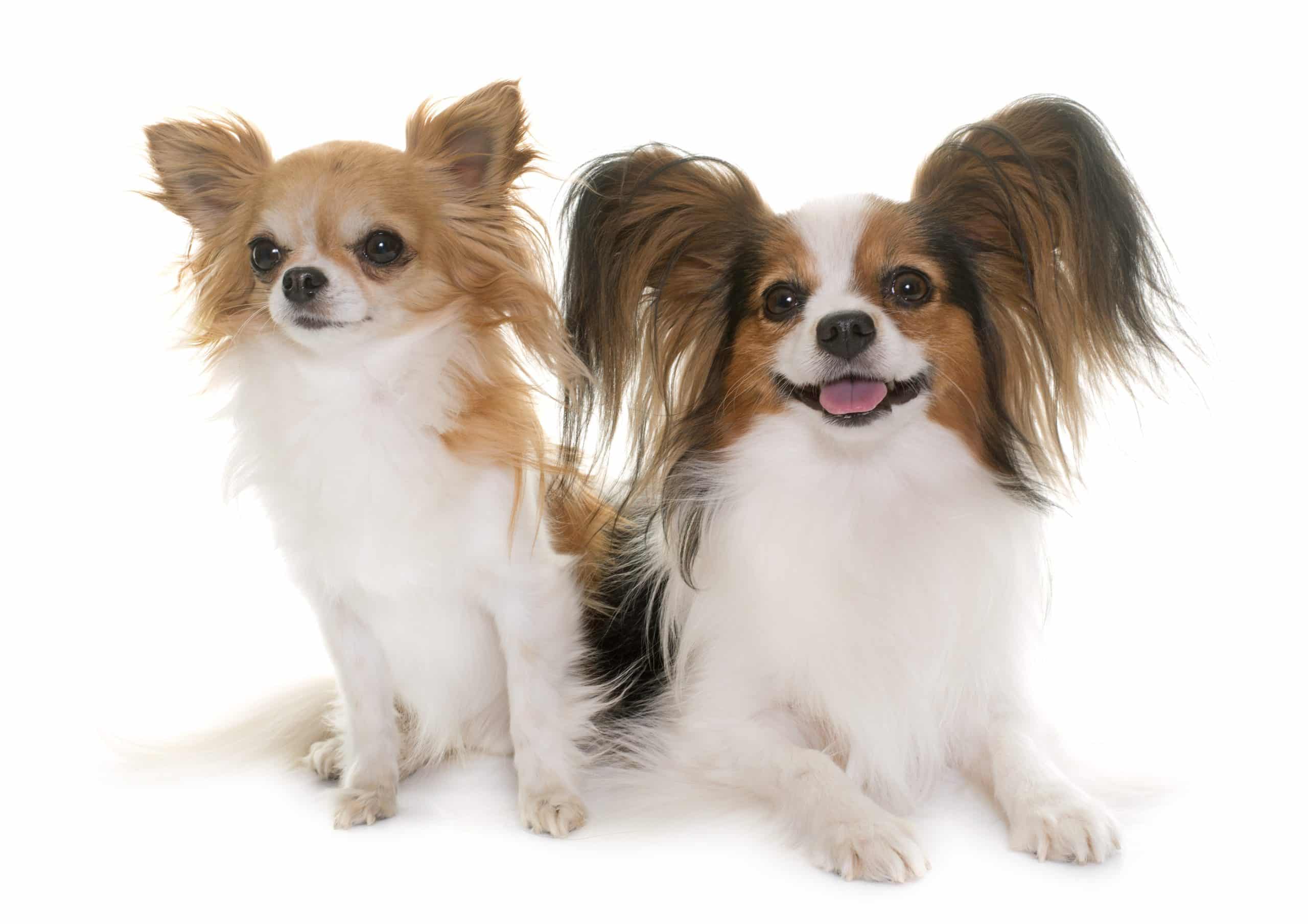 Papillon puppies for sale