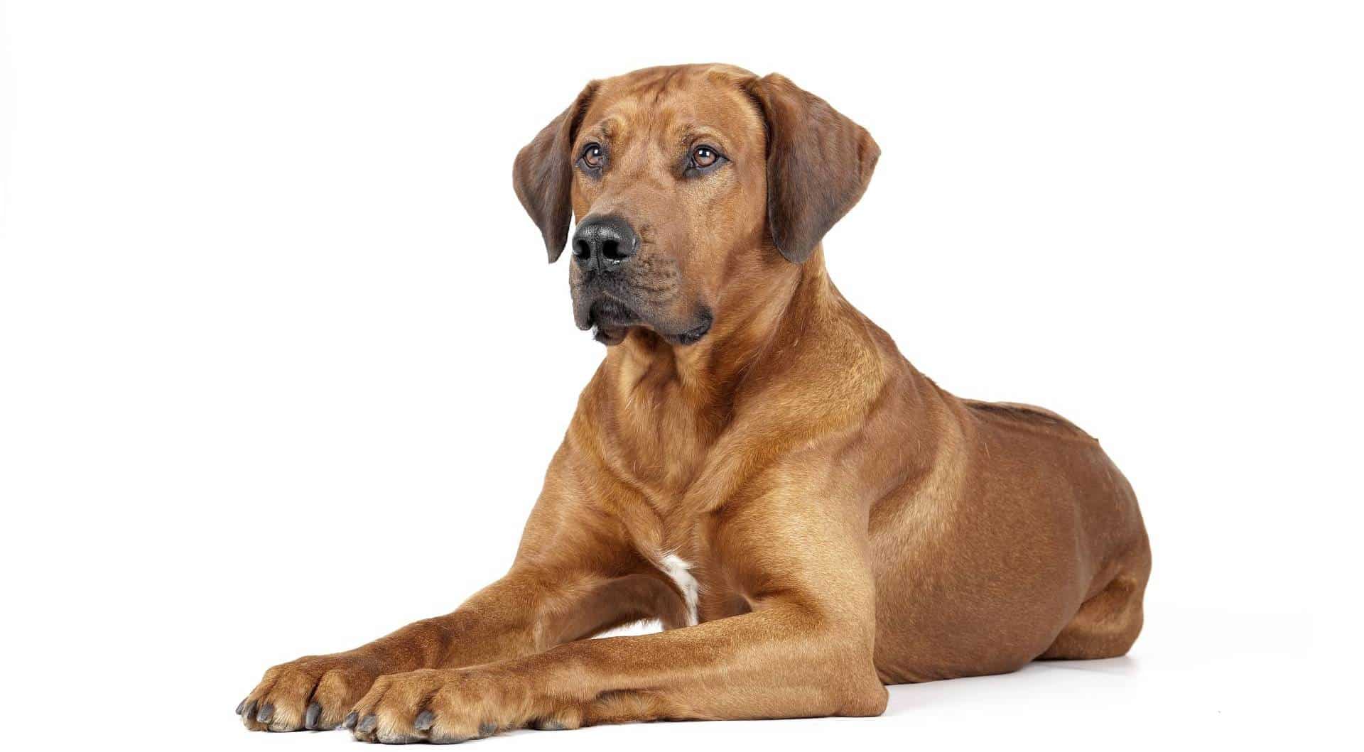 Rhodesian Ridgeback puppies for sale