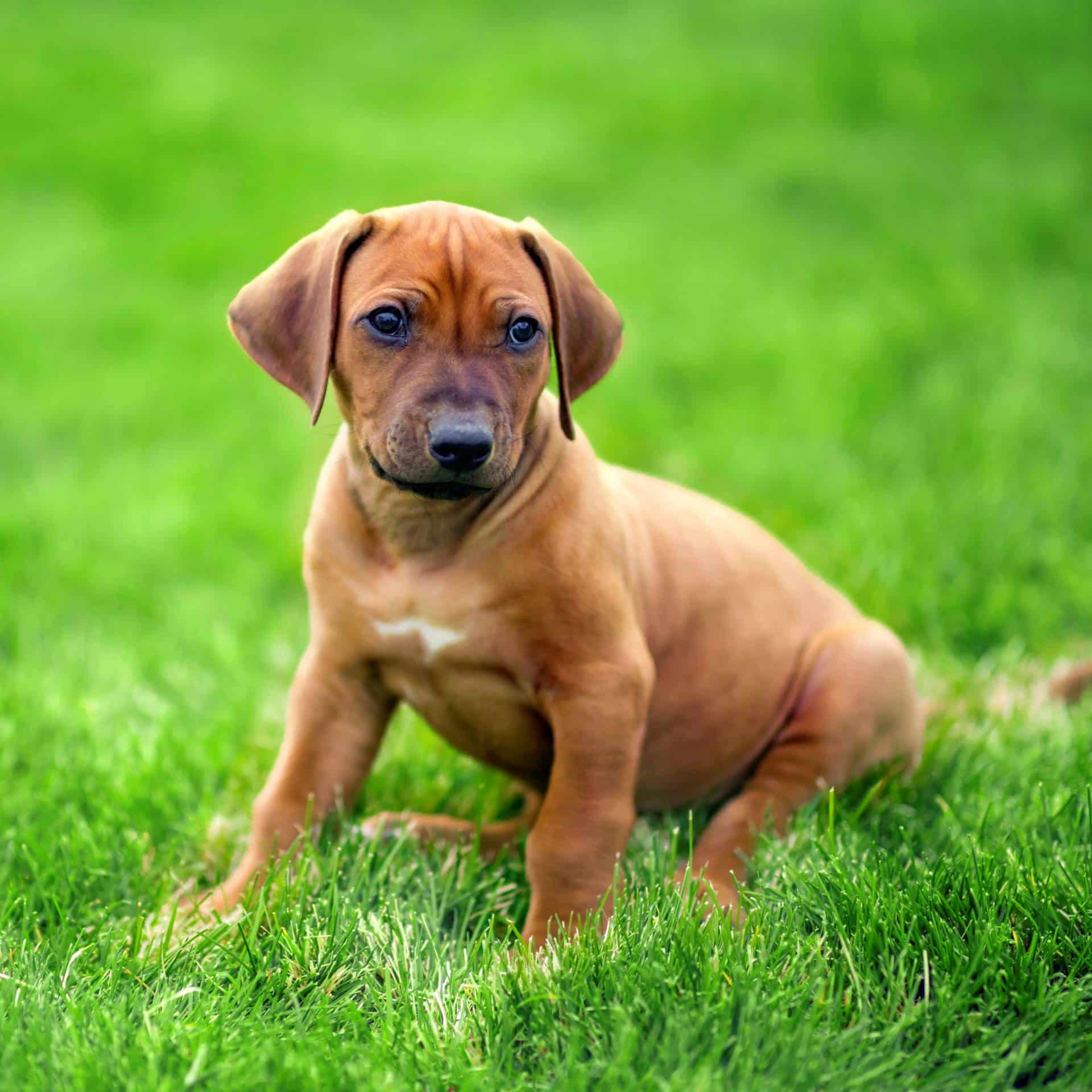 Rhodesian Ridgeback Puppies For Sale • Adopt Your Puppy Today