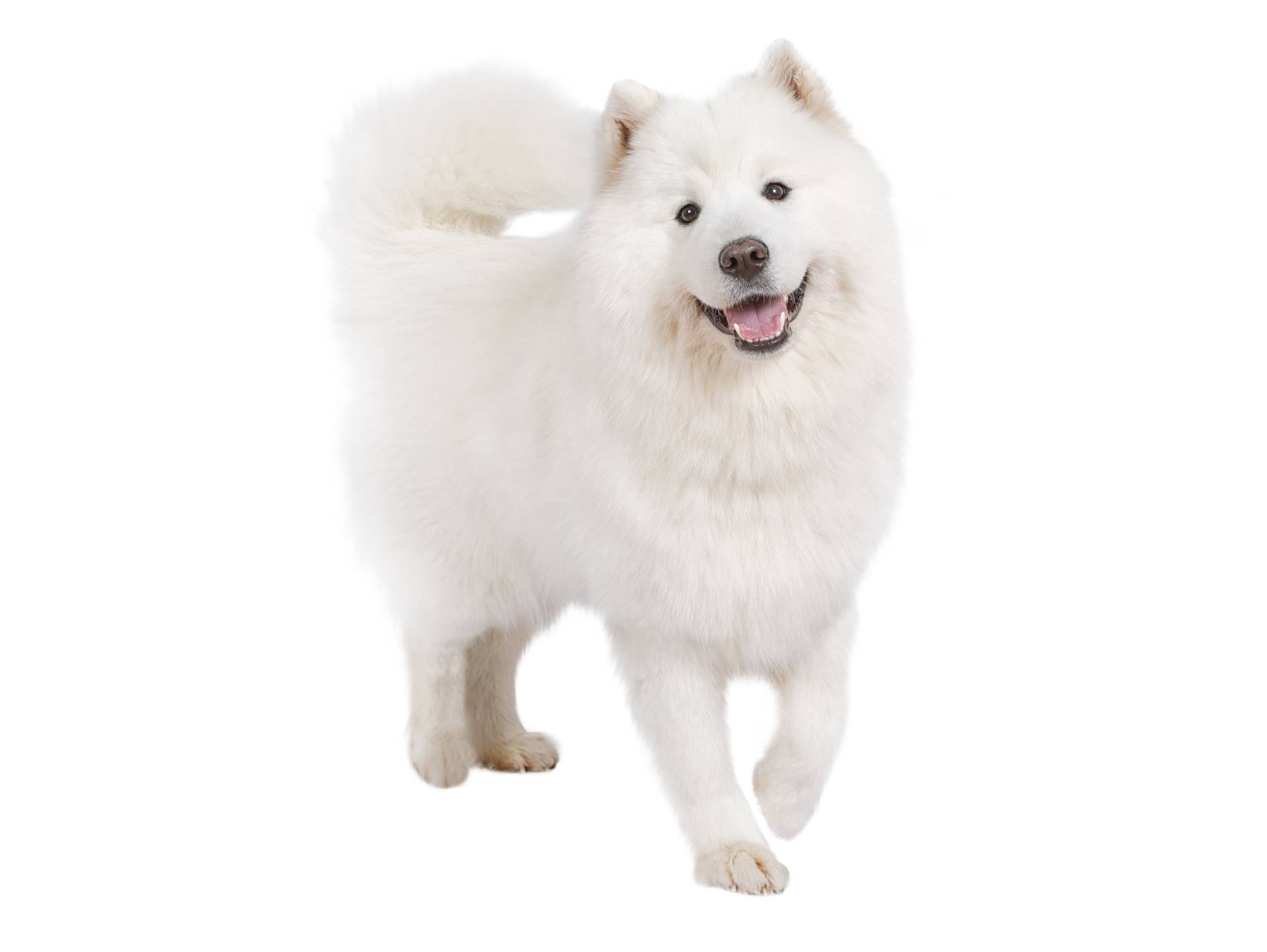 how much is a samoyed puppy usa