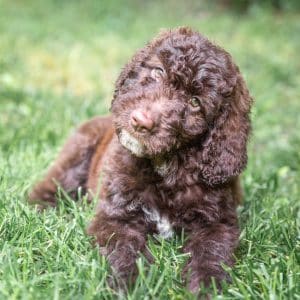 Shepadoodle