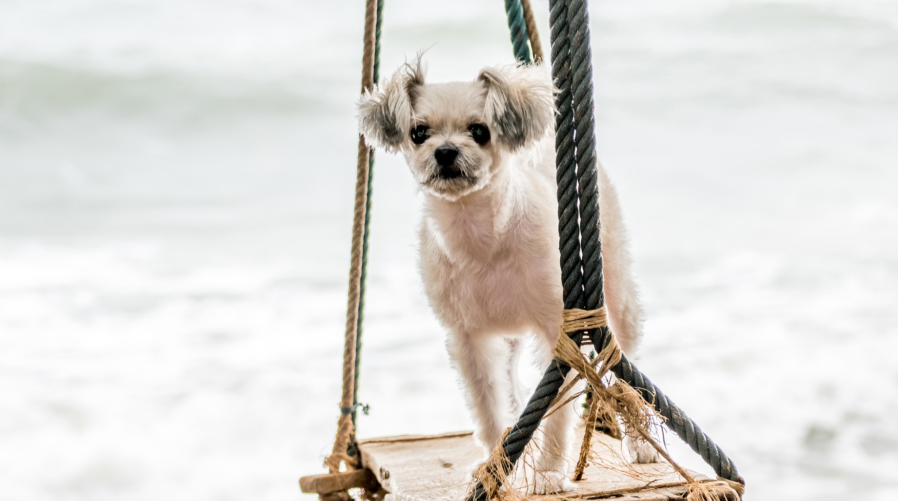Shiranian puppies for sale
