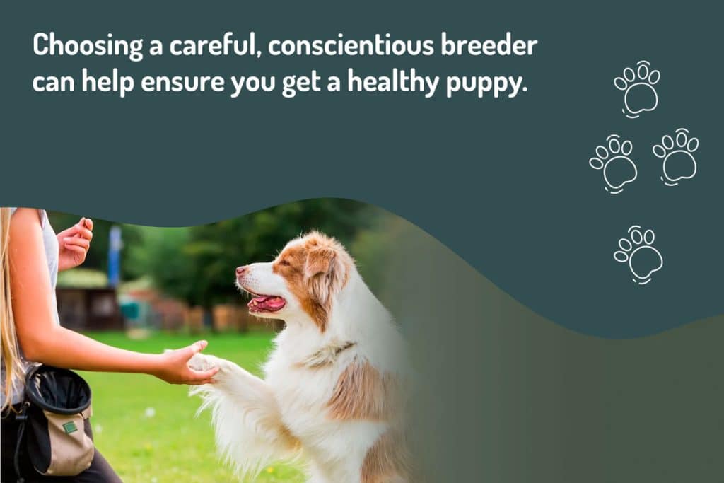choosing-a-careful-conscientious-breeder