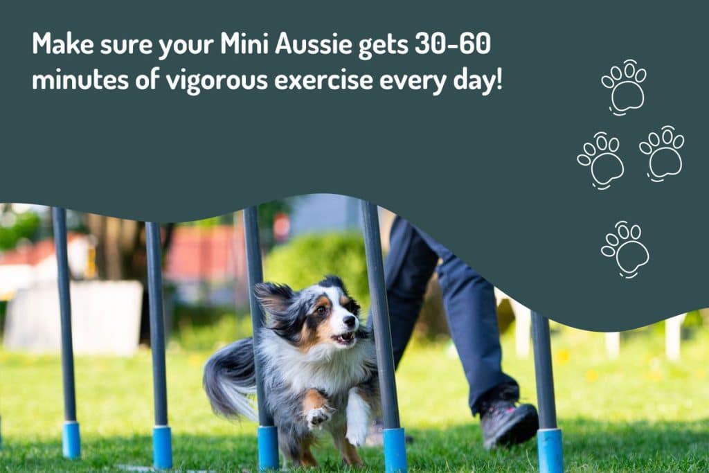 make-sure-your-aussie-gets-vigorous-exercise make-sure-your-aussie-gets-vigorous-exercise