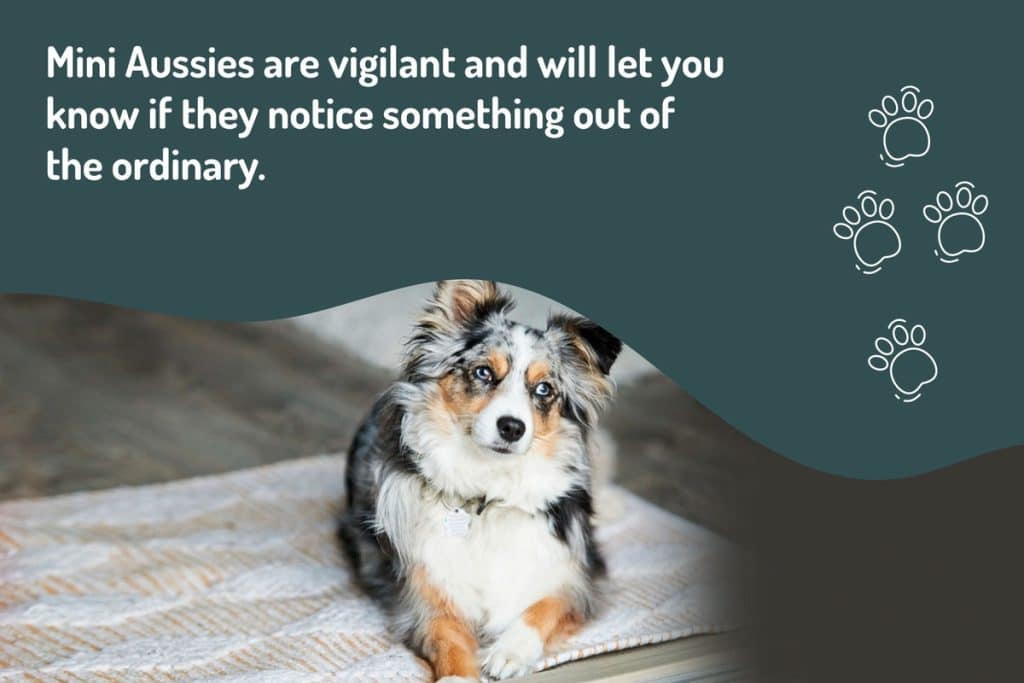 mini-aussies-are-vigilant mini-aussies-are-vigilant