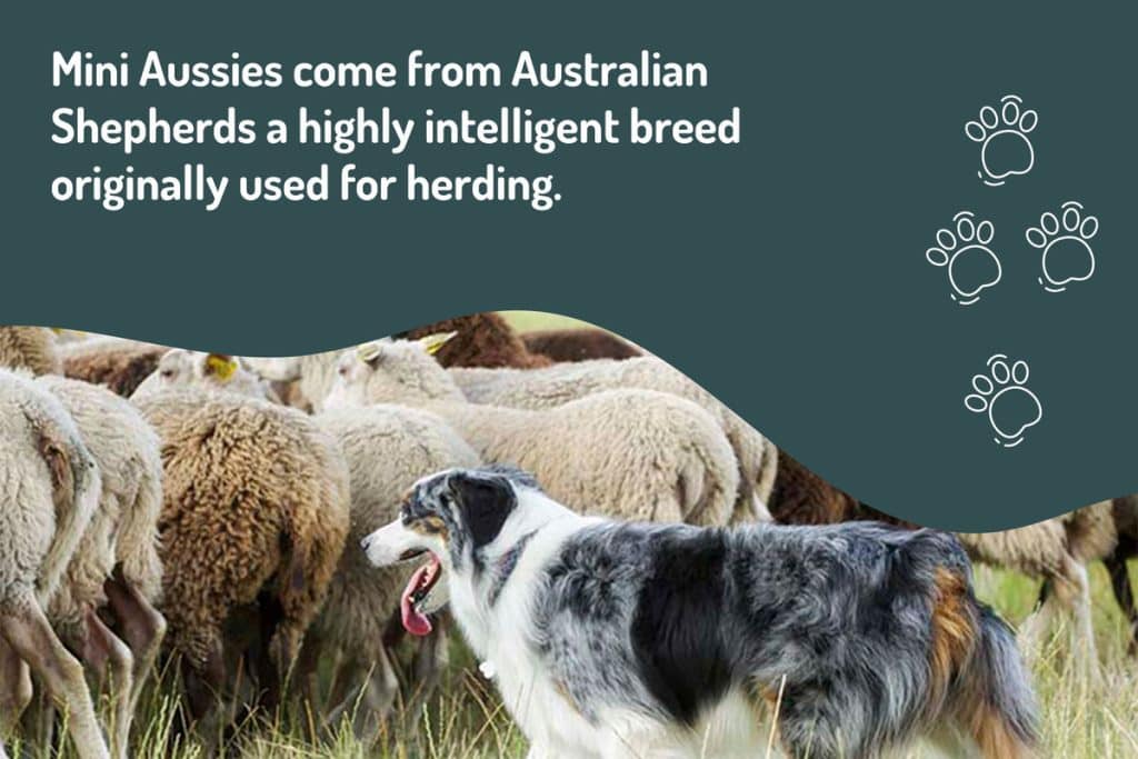 mini-aussies-come-from-australian-shepherds mini-aussies-come-from-australian-shepherds