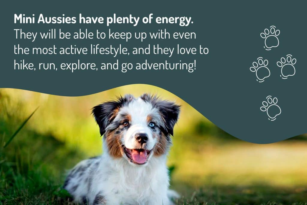 mini-aussies-have-plenty-of-energy mini-aussies-have-plenty-of-energy
