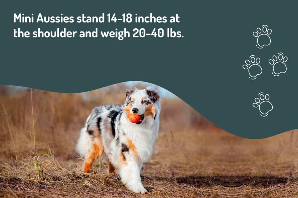 mini-aussies-stand-14-18-inches-tall mini-aussies-stand-14-18-inches-tall