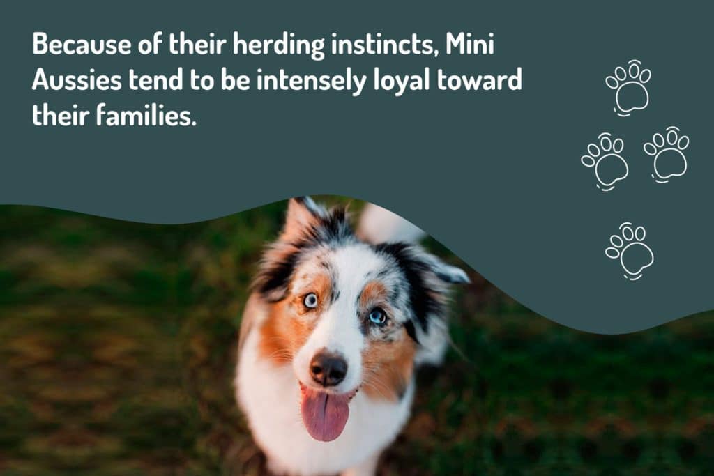 mini-aussies-tend-to-be-intensely-loyal mini-aussies-tend-to-be-intensely-loyal