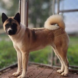 Finley – AKC's mother, a Akita