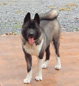 Cinnamon – AKC's mother, a Akita