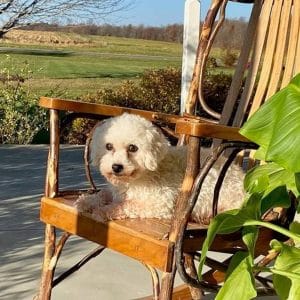 Bronto – F1's mother, a Bichon Frise