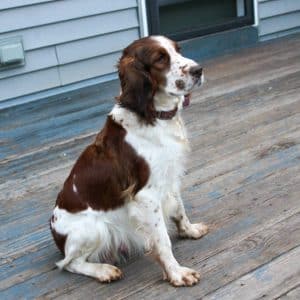 Brownie – AKC's mother, a English Springer Spaniel