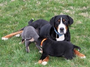 Shadow – AKC's mother, a Greater Swiss Mountain Dog