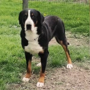 Ria – AKC's father, a Greater Swiss Mountain Dog