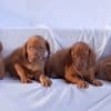 vizsla group of puppies
