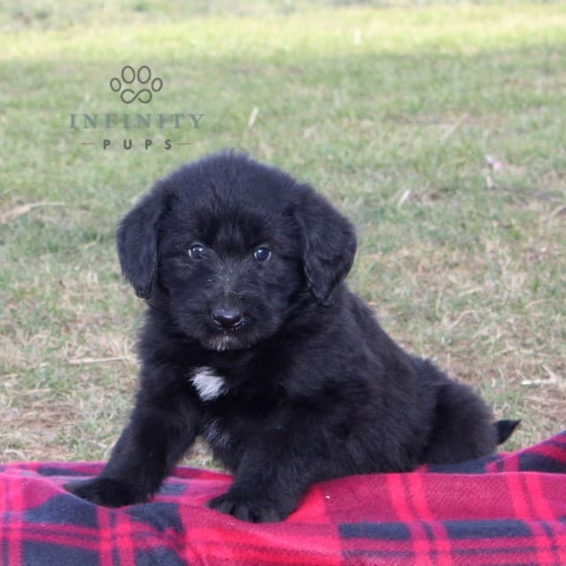 Shepadoodle Puppies For Sale • Adopt Your Puppy Today • Infinity Pups